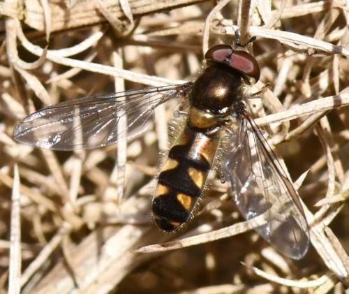 Meliscaeva auricollis